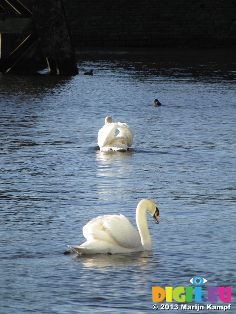 SX25755 Mute swans (Cygnus olor) in Cardiff Bay